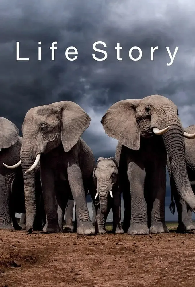生命故事海报