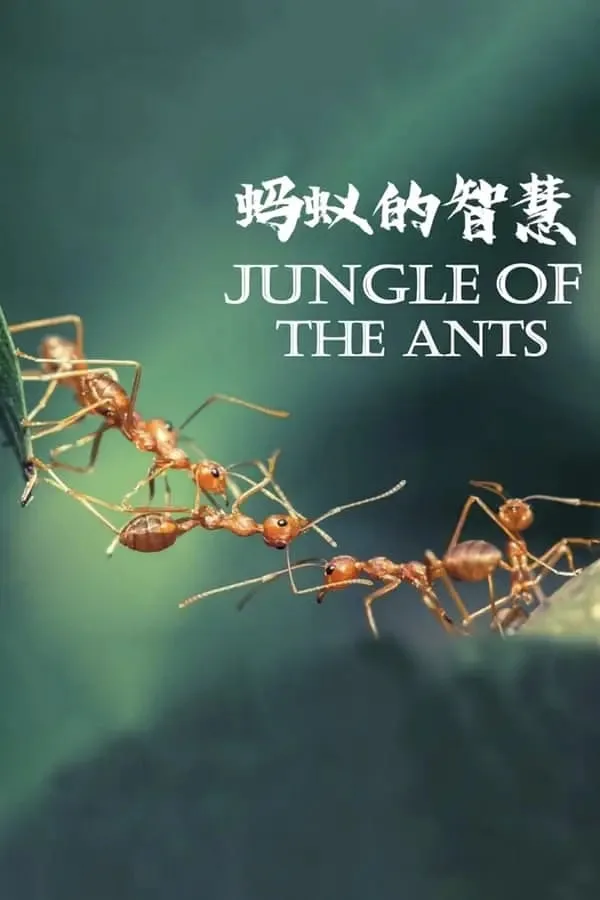 蚂蚁的智慧海报